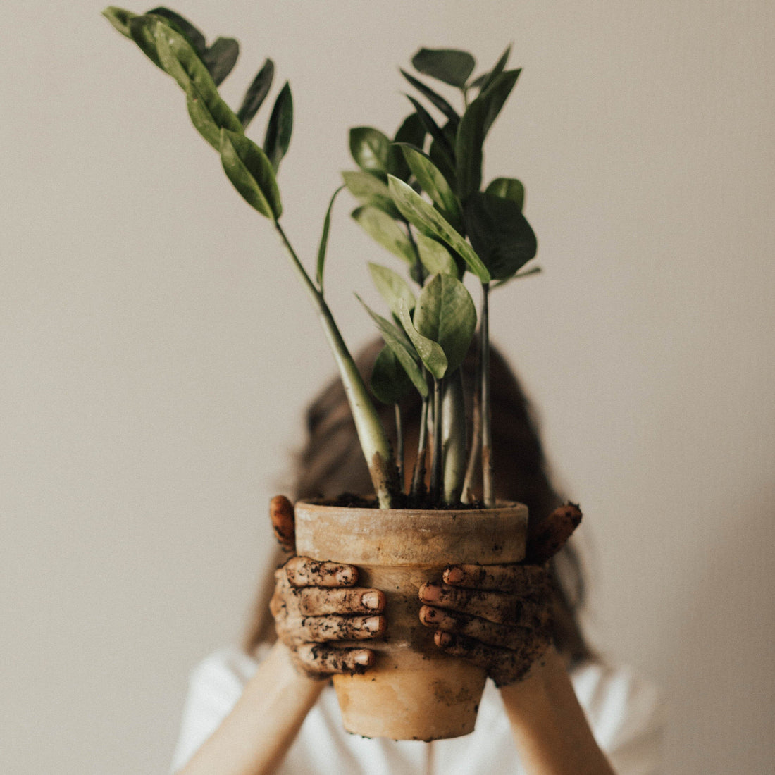 5 House Plants That Are Easy to Love & Care For