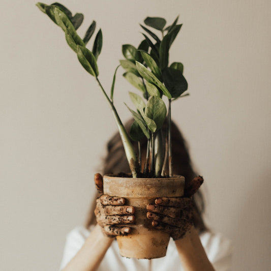 5 House Plants That Are Easy to Love & Care For