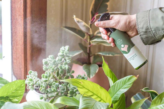 Brand Spotlight - We The Wild Plant Care