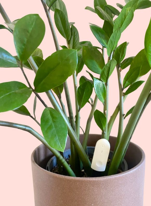 🪴 How (and Why) to Use a Moisture Meter for Your Houseplants