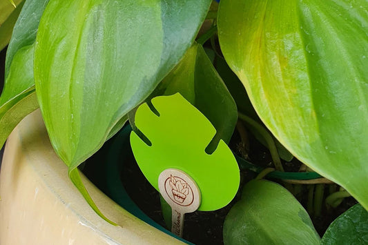 Say Goodbye to Annoying Gnats with uBloomd Gnat Traps: The Ultimate Solution for Indoor Pest Control