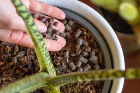 Unlocking the Secret to Thriving Plants: We The Wild Support Slow Release Pellets