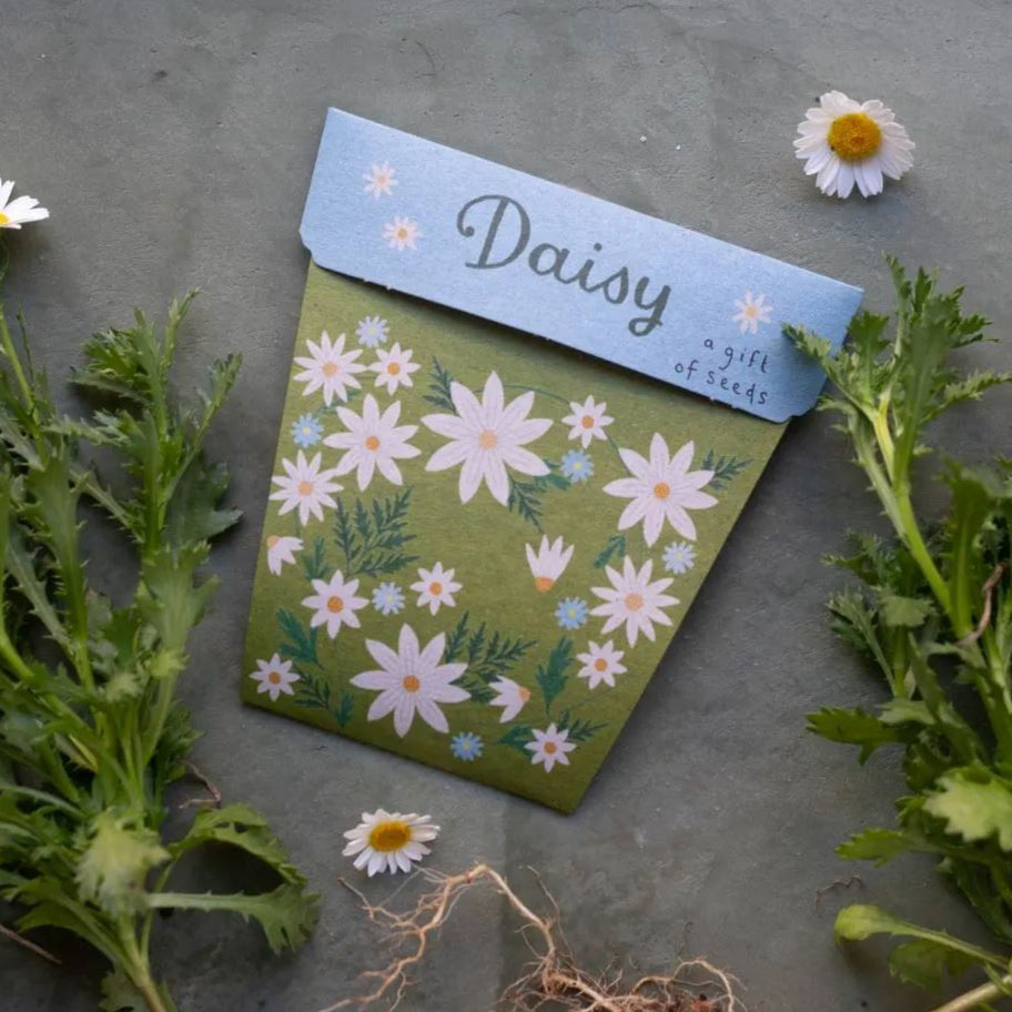 A Gift of Seeds - Daisy Seeds Sow 'n Sow