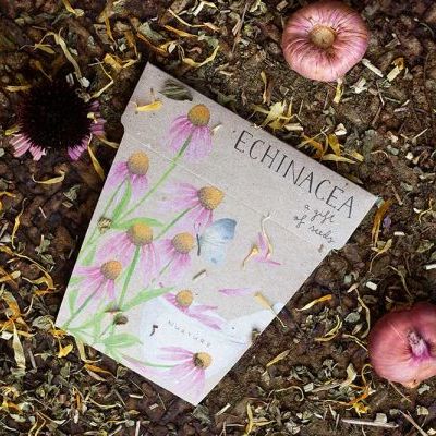 A Gift of Seeds - Echinacea Seeds Sow 'n Sow