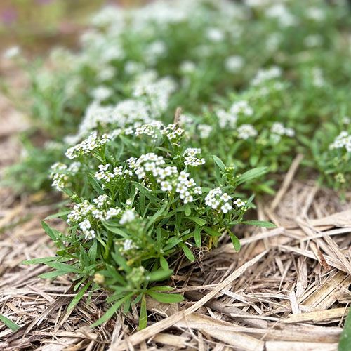 A Gift of Seeds - Garden Wonderland Seeds Sow 'n Sow