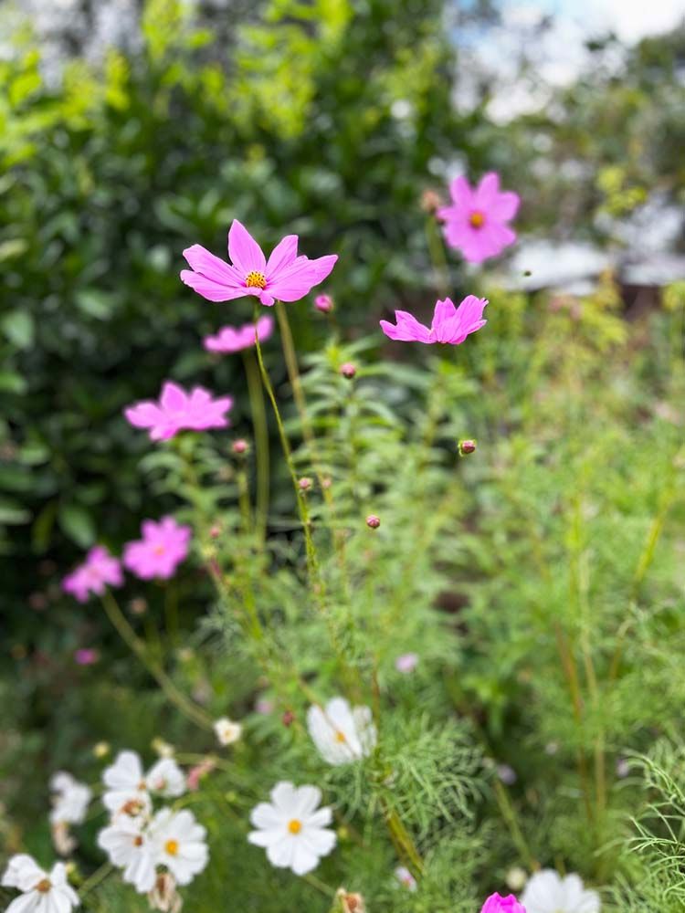 A Gift of Seeds - Garden Wonderland Seeds Sow 'n Sow