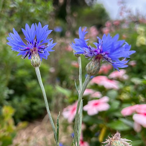 A Gift of Seeds - Garden Wonderland Seeds Sow 'n Sow
