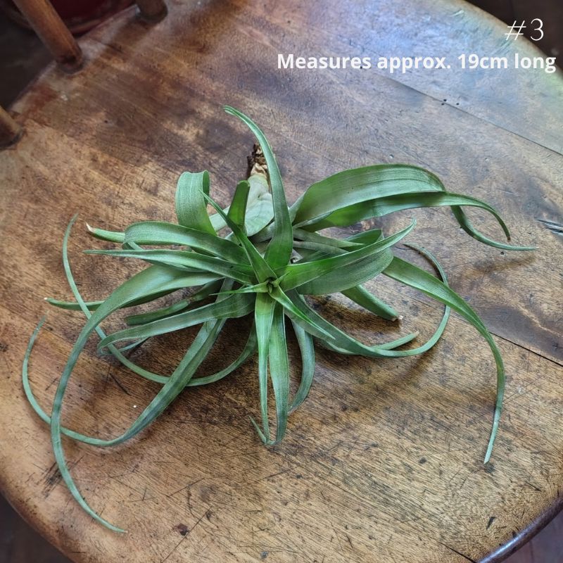 Air Plant Assorted (Tillandsia) - Large Air Plant Plant Folk Store