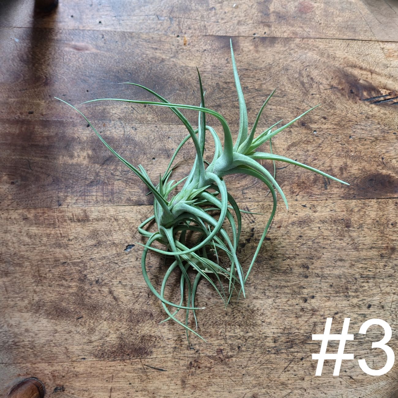 Air Plant Assorted (Tillandsia) - Medium Air Plant Plant Folk Store