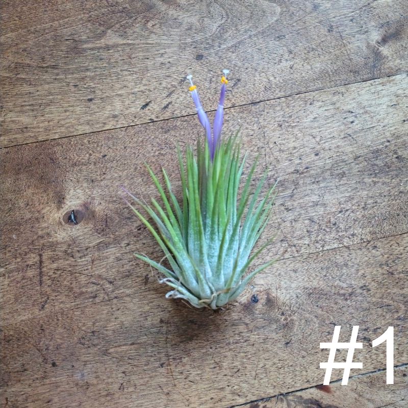 Air Plant Assorted (Tillandsia) - Medium Air Plant Plant Folk Store
