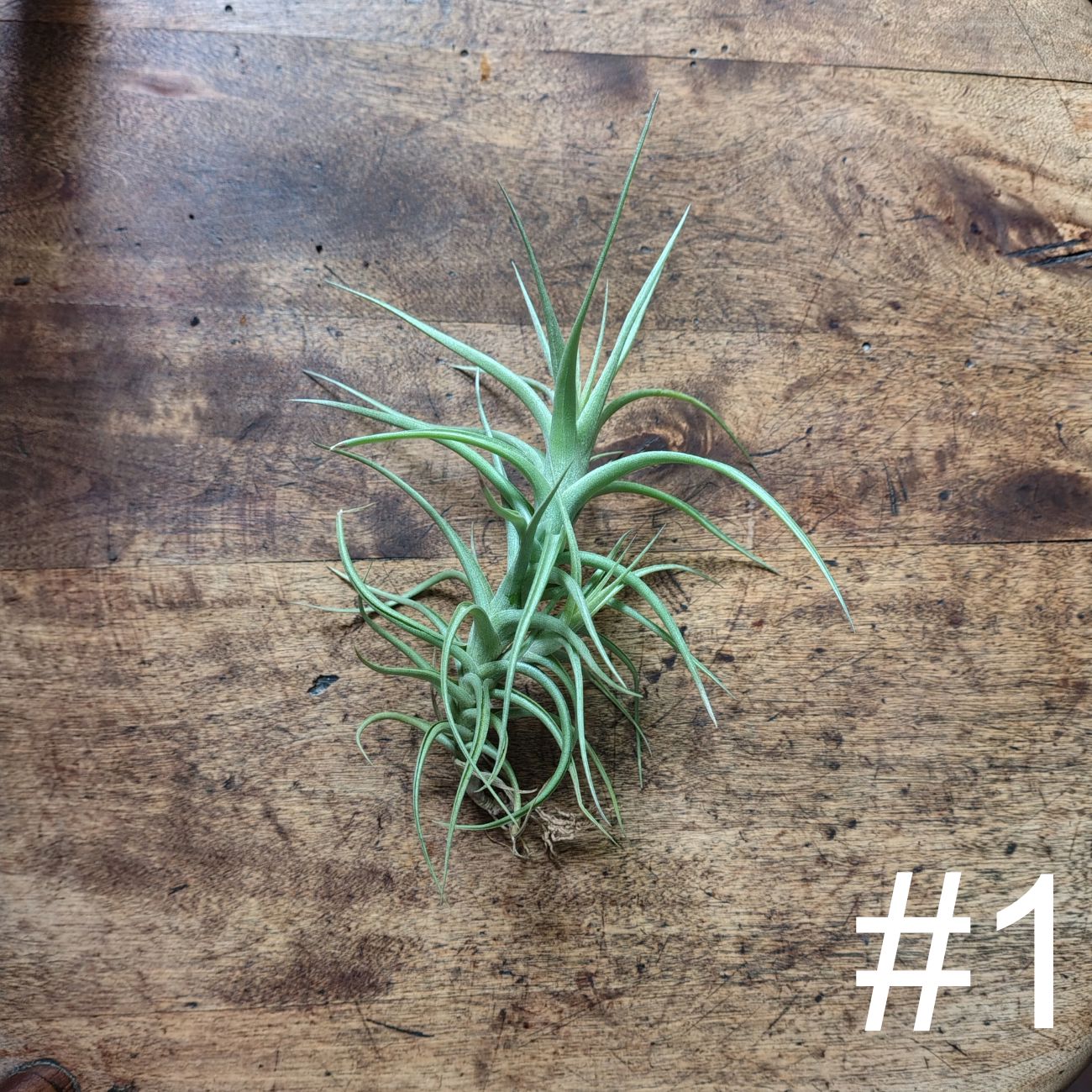 Air Plant Assorted (Tillandsia) - Medium Air Plant Plant Folk Store