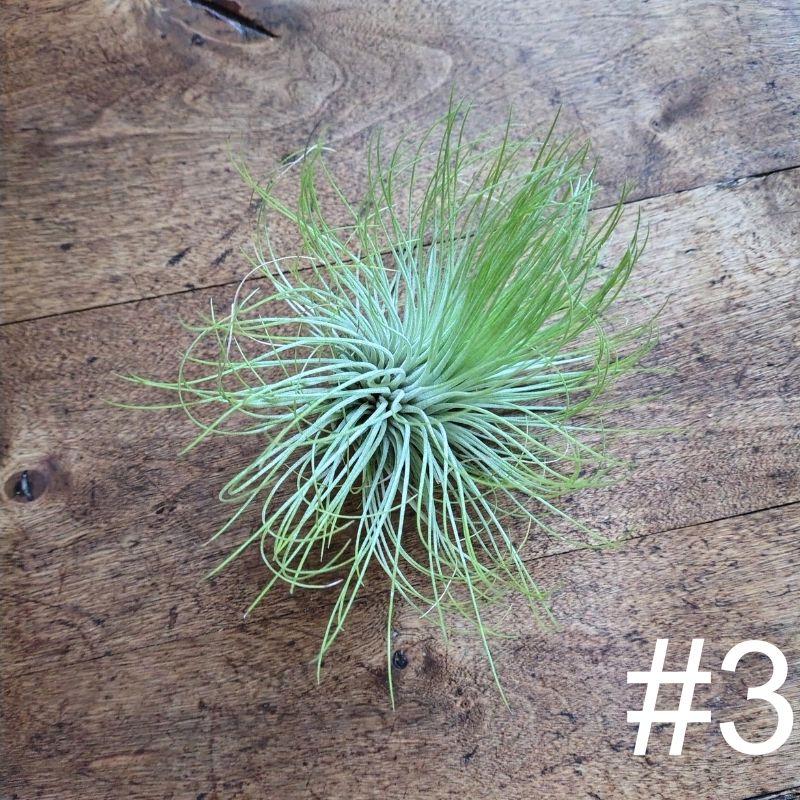 Air Plant Assorted (Tillandsia) - Medium Air Plant Plant Folk Store