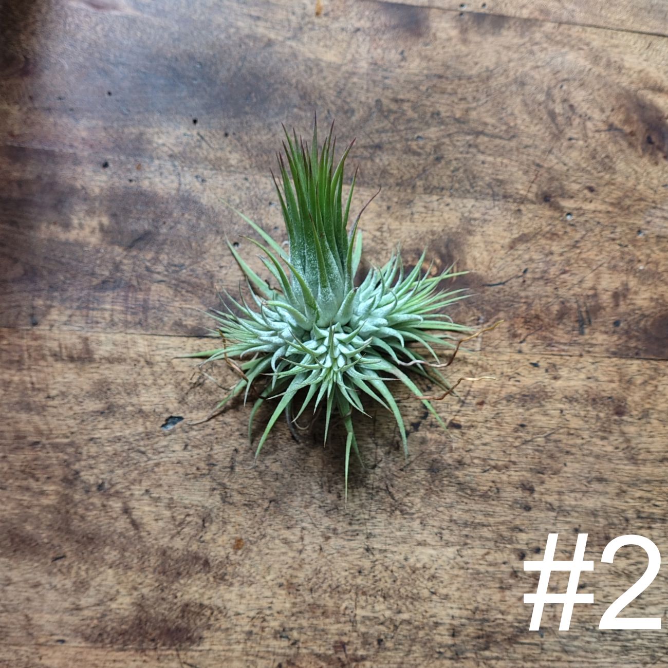 Air Plant Assorted (Tillandsia) - Medium Air Plant Plant Folk Store