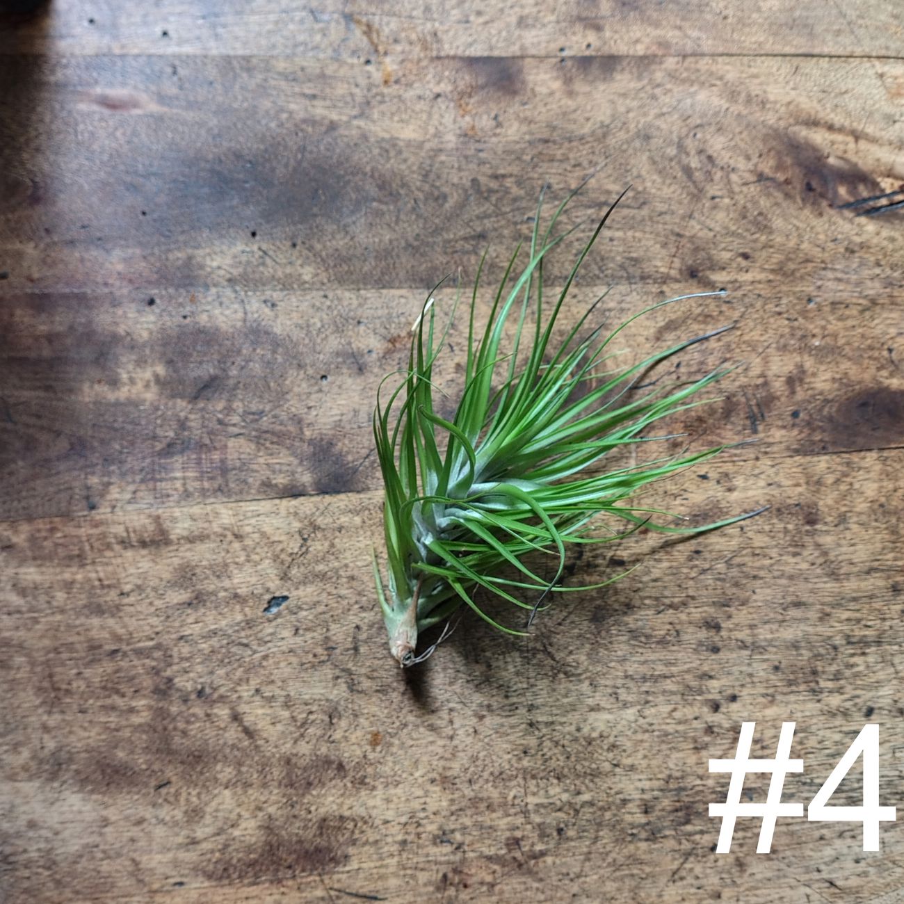 Air Plant Assorted (Tillandsia) - Medium Air Plant Plant Folk Store