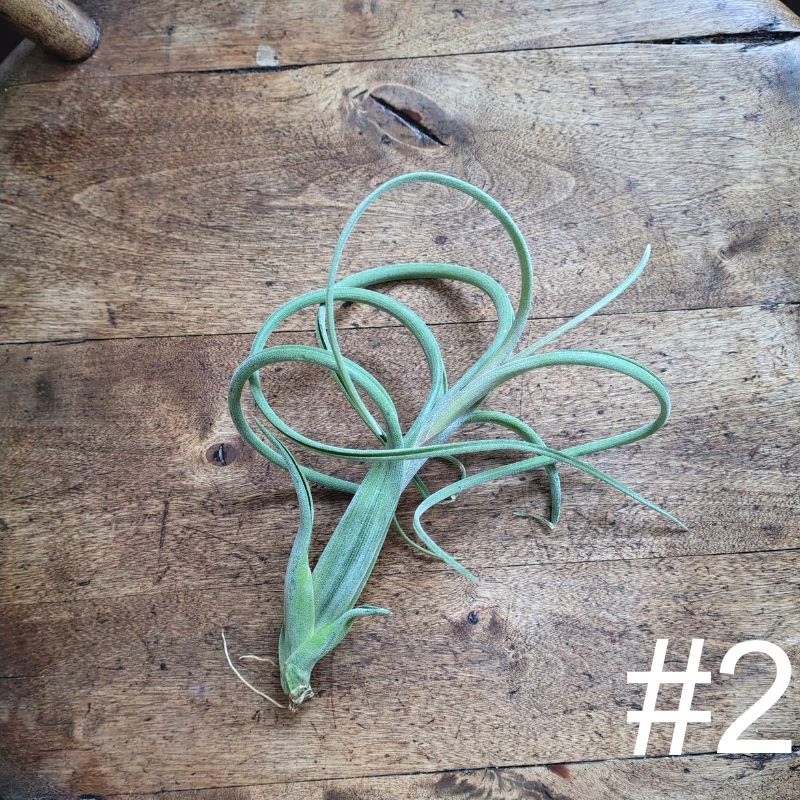 Air Plant Assorted (Tillandsia) - Medium Air Plant Plant Folk Store