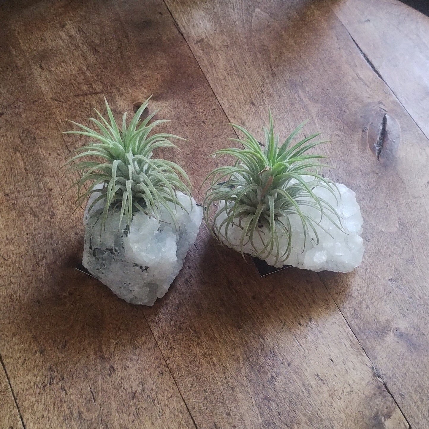 Air Plant Crystal (Tillandsia) Air Plant Plant Folk Store