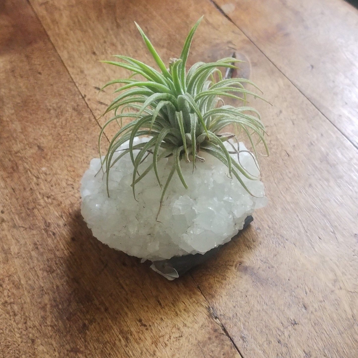 Air Plant Crystal (Tillandsia) Air Plant Plant Folk Store