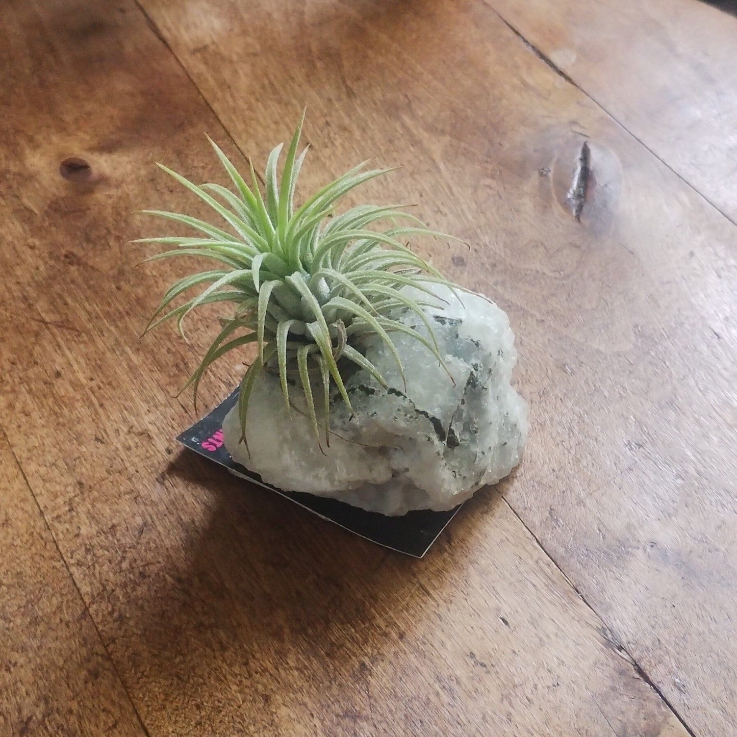 Air Plant Crystal (Tillandsia) Air Plant Plant Folk Store