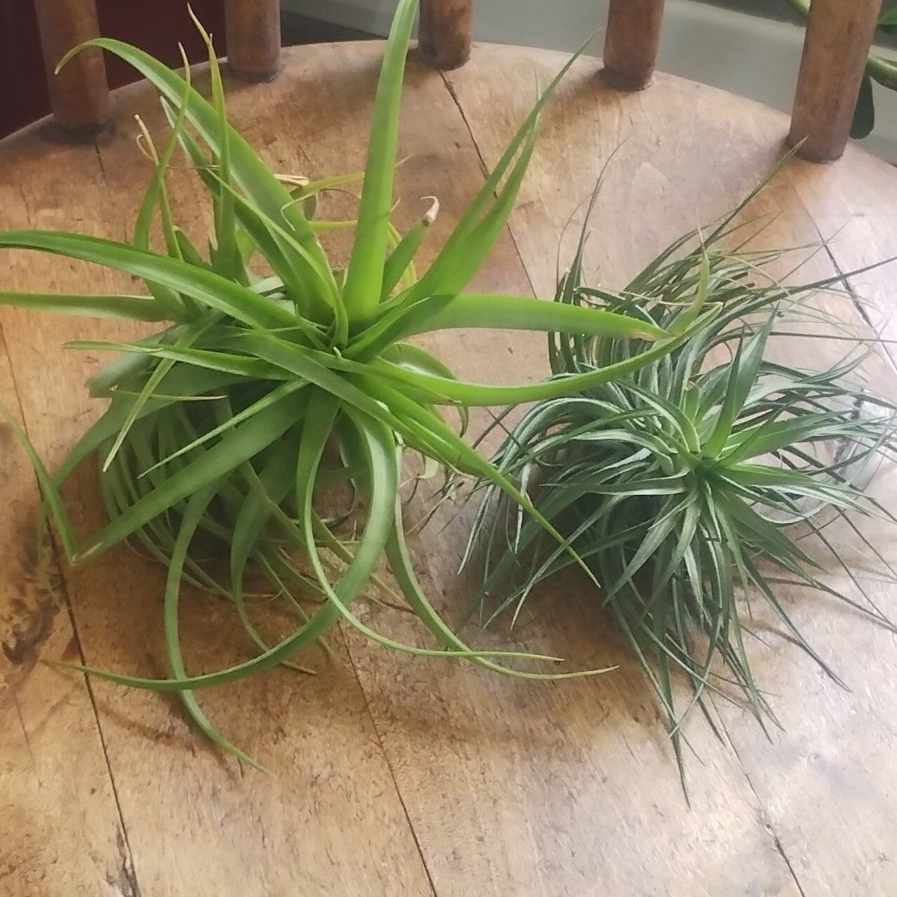 Assorted Air Plants (Tillandsia) - Large Air Plant Plant Folk Store