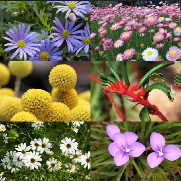 Australian Native Wildflowers Seed Bombs - 6 pcs Seed Bombs Aussie Seed Bombs