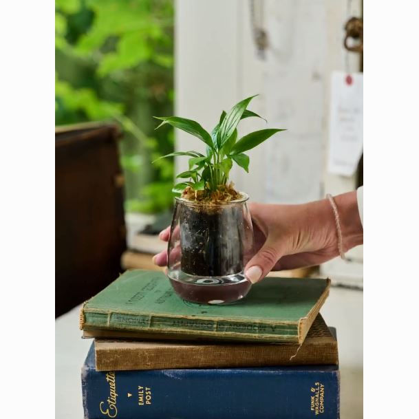 Cup O Flora Mini Self-Watering Glass Planter Self-watering Pot CUP O FLORA®