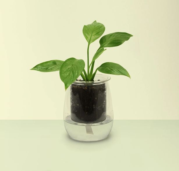 Cup O Flora Mini Self-Watering Glass Planter Self-watering Pot CUP O FLORA®