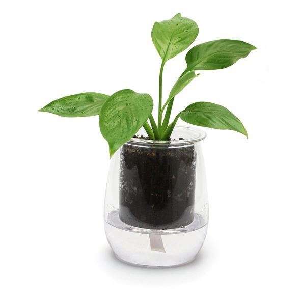 Cup O Flora Mini Self-Watering Glass Planter Self-watering Pot CUP O FLORA®