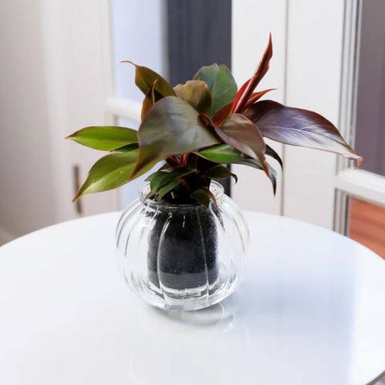 Cup O Flora Ribbed Self-Watering Glass Planter - Medium Self-watering Pot CUP O FLORA®