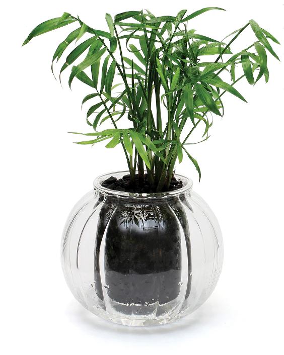 Cup O Flora Ribbed Self-Watering Glass Planter - Medium Self-watering Pot CUP O FLORA®