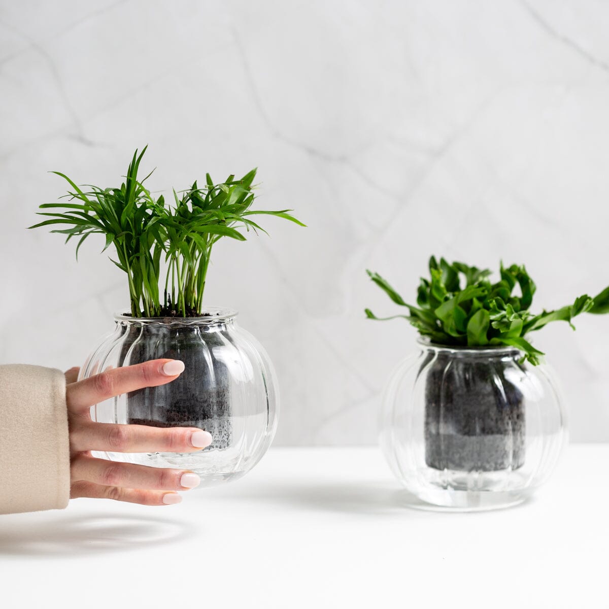 Cup O Flora Ribbed Self-Watering Glass Planter - Medium Self-watering Pot CUP O FLORA®