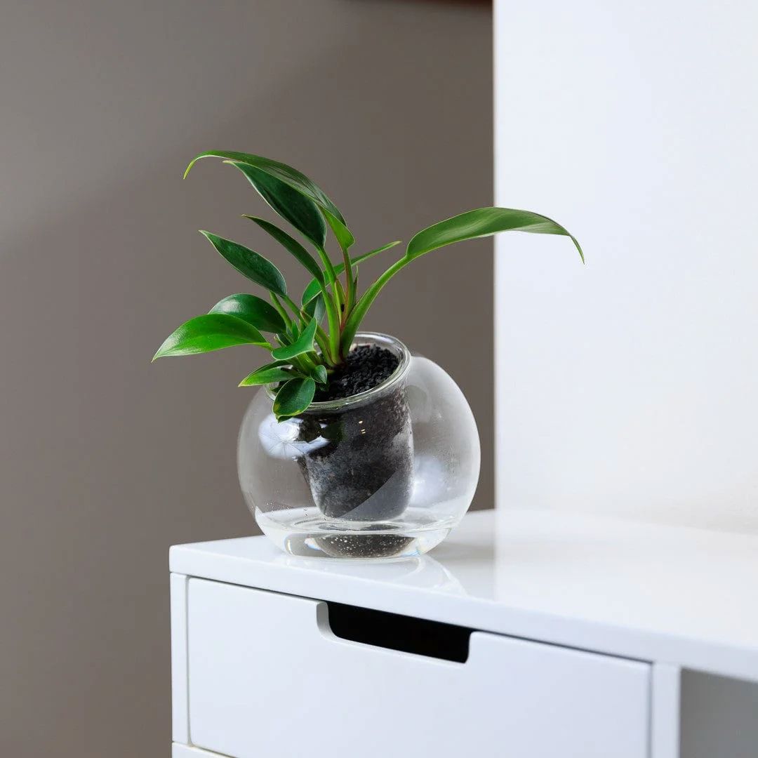 Cup O Flora Tilt Self-Watering Glass Planter - Medium (Clear, Amber or Green) Self-watering Pot CUP O FLORA®