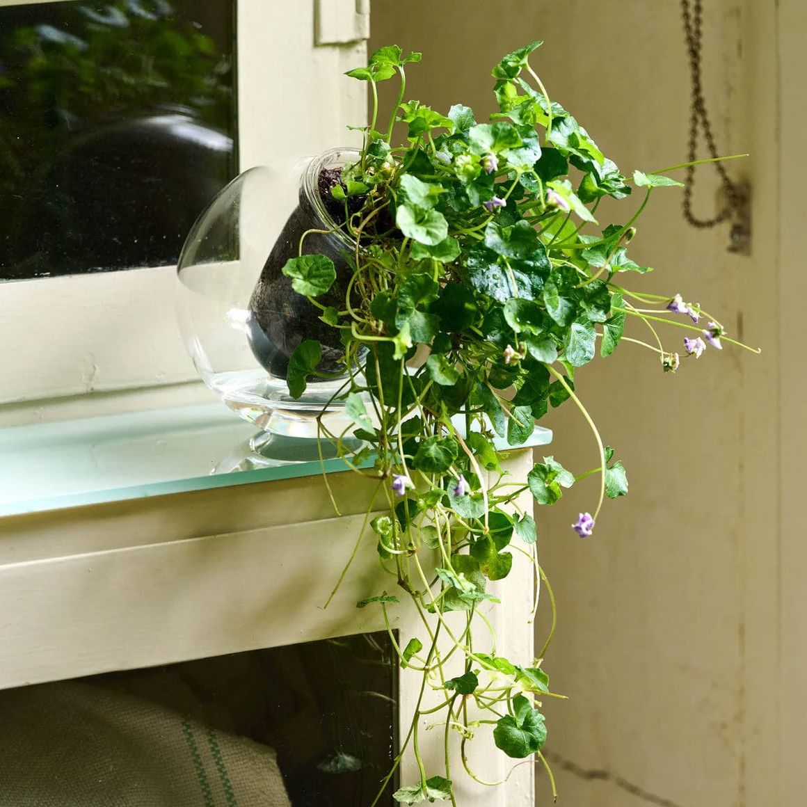 Cup O Flora Tilt Self-Watering Glass Planter - Medium (Clear, Amber or Green) Self-watering Pot CUP O FLORA®