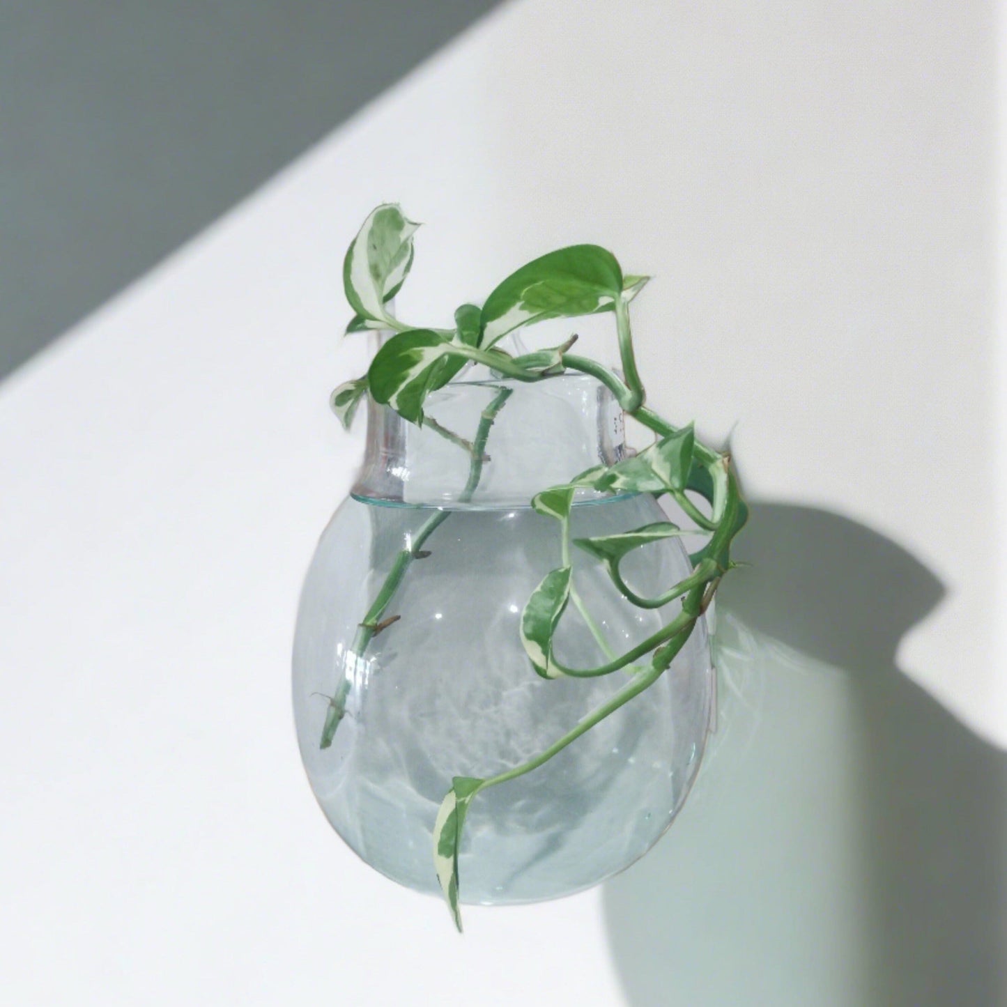 Handblown Recycled Glass Wall Vase - Medium Glass Wall Vase Plant Folk Store