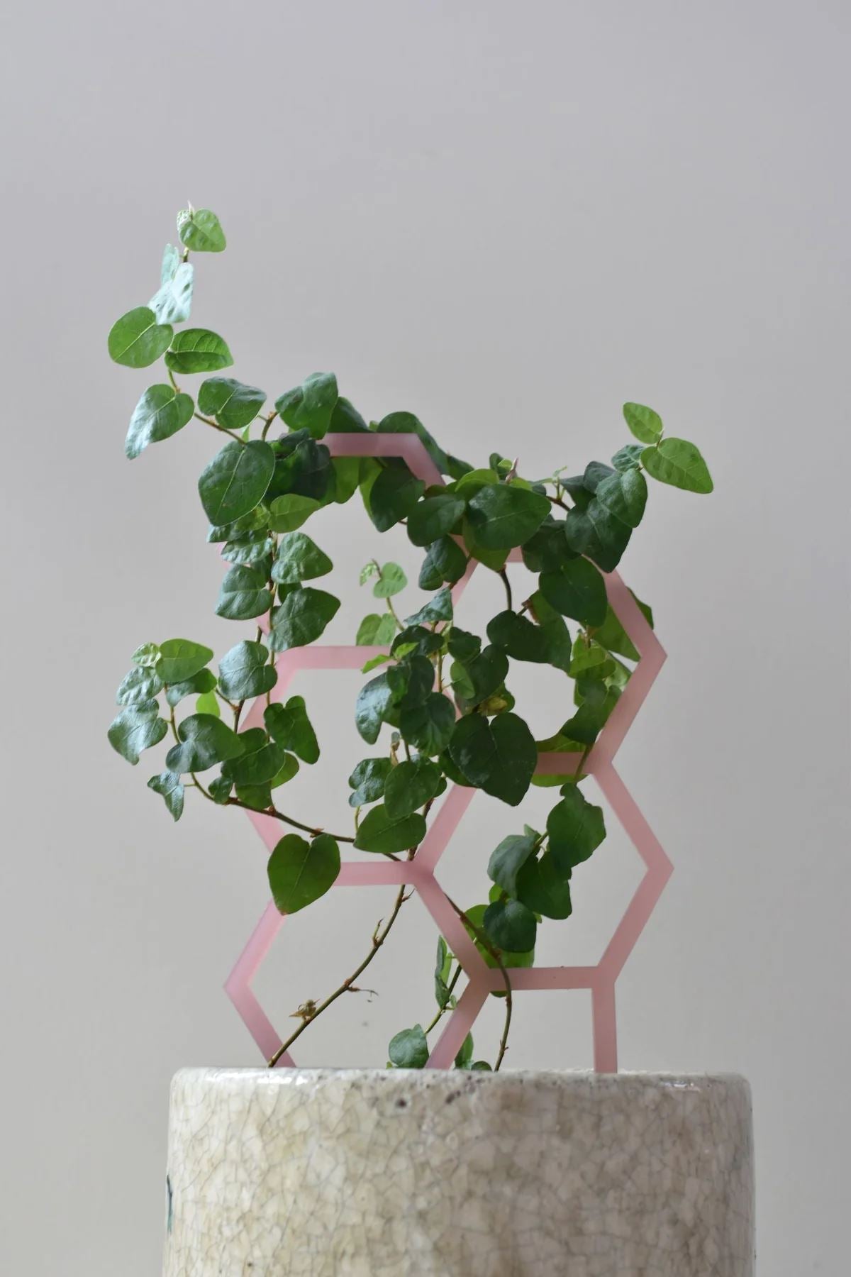 Honey's Coloured Hex Plant Climber - Frosted White Plant Climber Honey's Plant Climbers