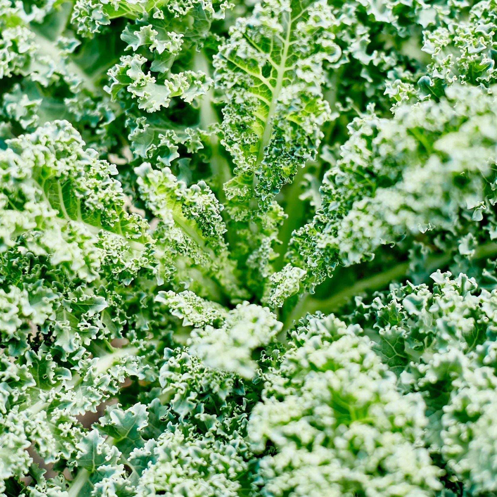 Kale 'Dwarf Blue' Heirloom Seeds Vegetable Seeds The LIttle Vege Patch Co