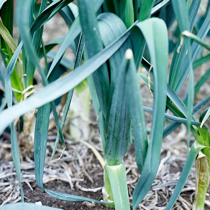 Leek 'Giant Bulgarian" Heirloom Seeds Vegetable Seeds The LIttle Vege Patch Co