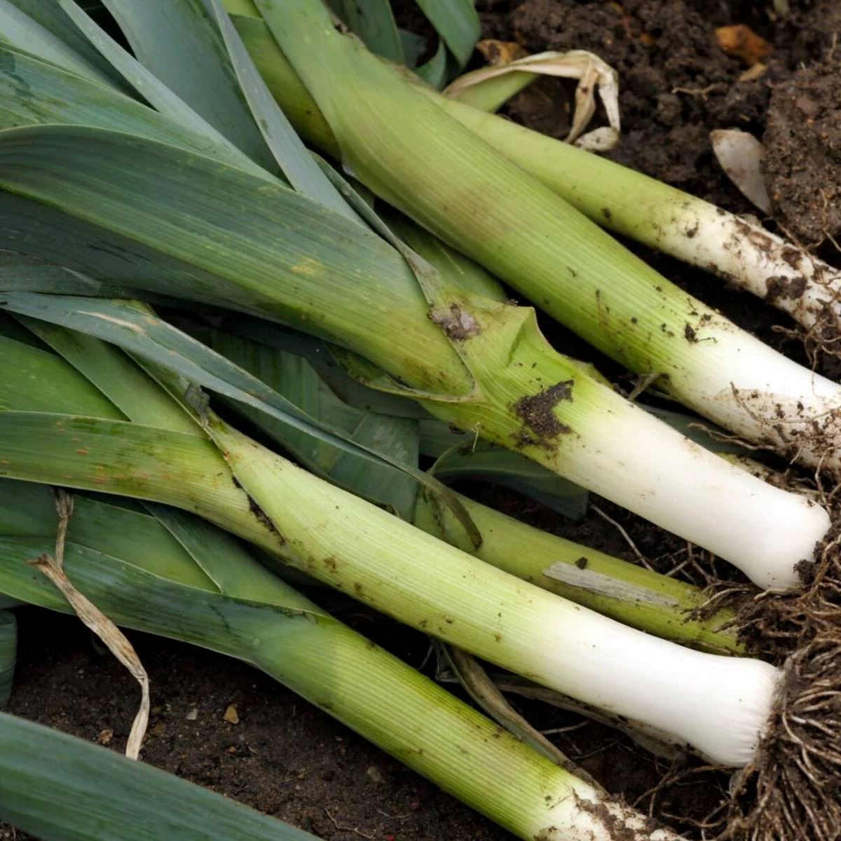 Leek 'Giant Bulgarian" Heirloom Seeds Vegetable Seeds The LIttle Vege Patch Co