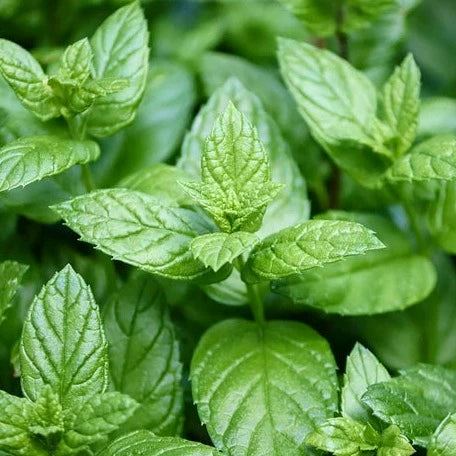 Mint "Peppermint" Heirloom Seeds Vegetable Seeds The LIttle Vege Patch Co