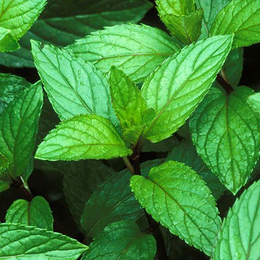 Mint "Peppermint" Heirloom Seeds Vegetable Seeds The LIttle Vege Patch Co