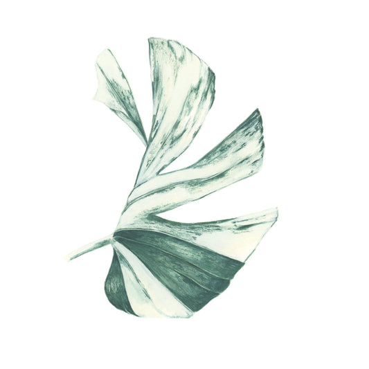 Monstera Albo Print Print Plant Folk Store
