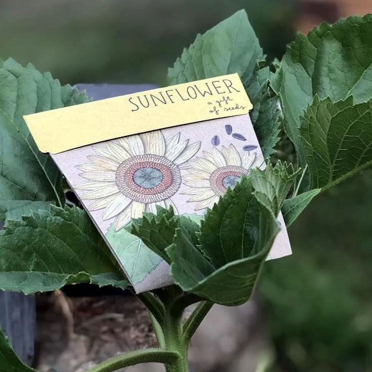 Sunflower Gift of Seeds Seeds Sow 'n Sow