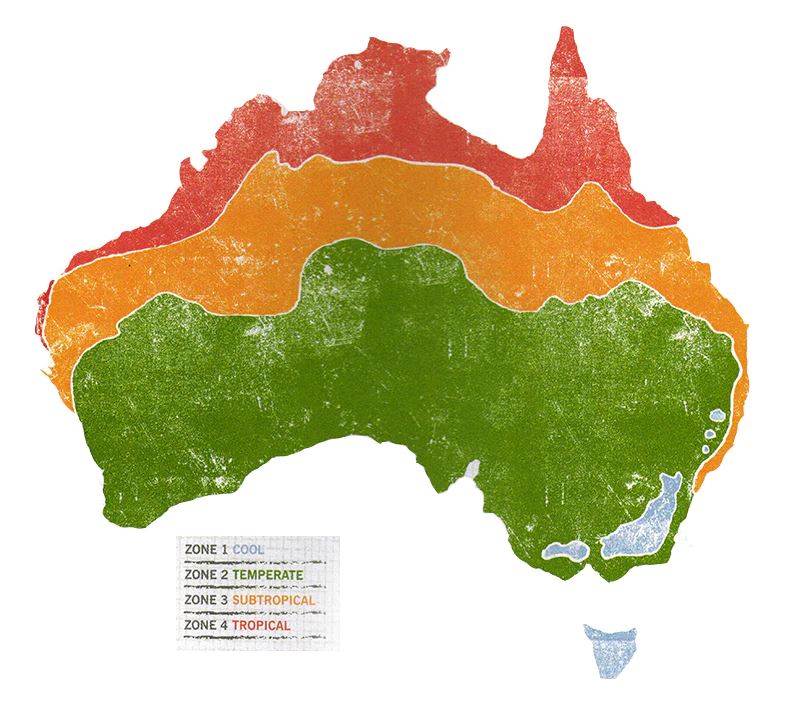 Thyme "Summer" Heirloom Seeds Herb Seeds The LIttle Vege Patch Co