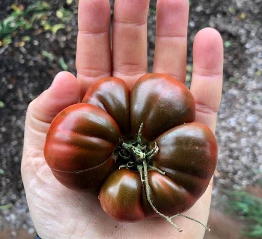 Tomato 'Black Russian' Heirloom Seeds Vegetable Seeds The LIttle Vege Patch Co