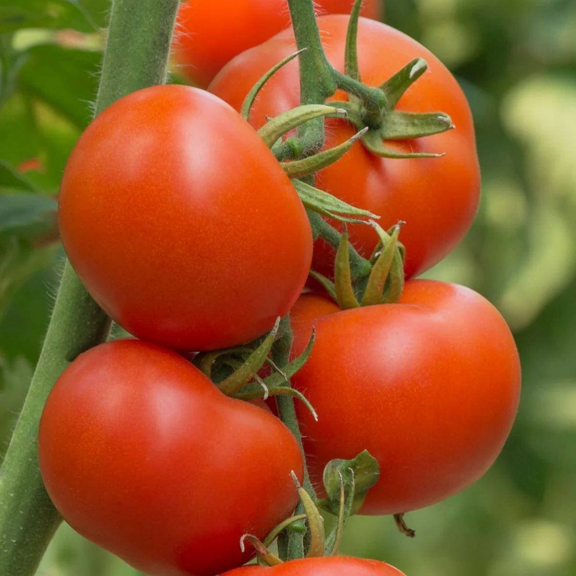 Tomato 'Burnley Surecrop' Heirloom Seeds Vegetable Seeds The LIttle Vege Patch Co