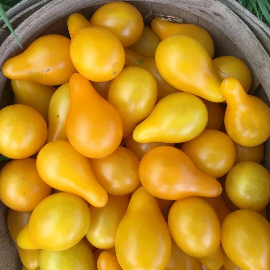 Tomato 'Yellow Pear' Heirloom Seeds Vegetable Seeds The LIttle Vege Patch Co