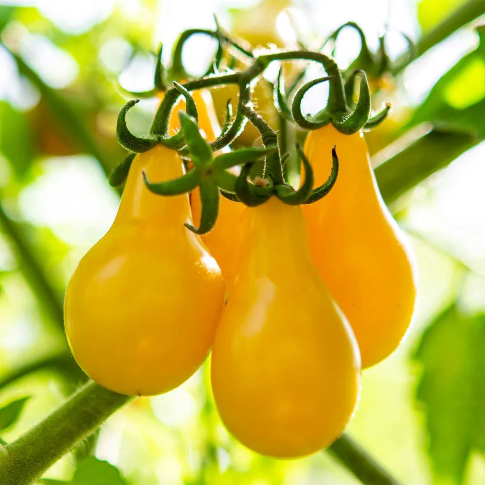 Tomato 'Yellow Pear' Heirloom Seeds Vegetable Seeds The LIttle Vege Patch Co
