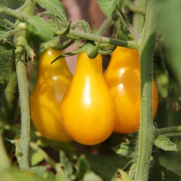 Tomato 'Yellow Pear' Heirloom Seeds Vegetable Seeds The LIttle Vege Patch Co