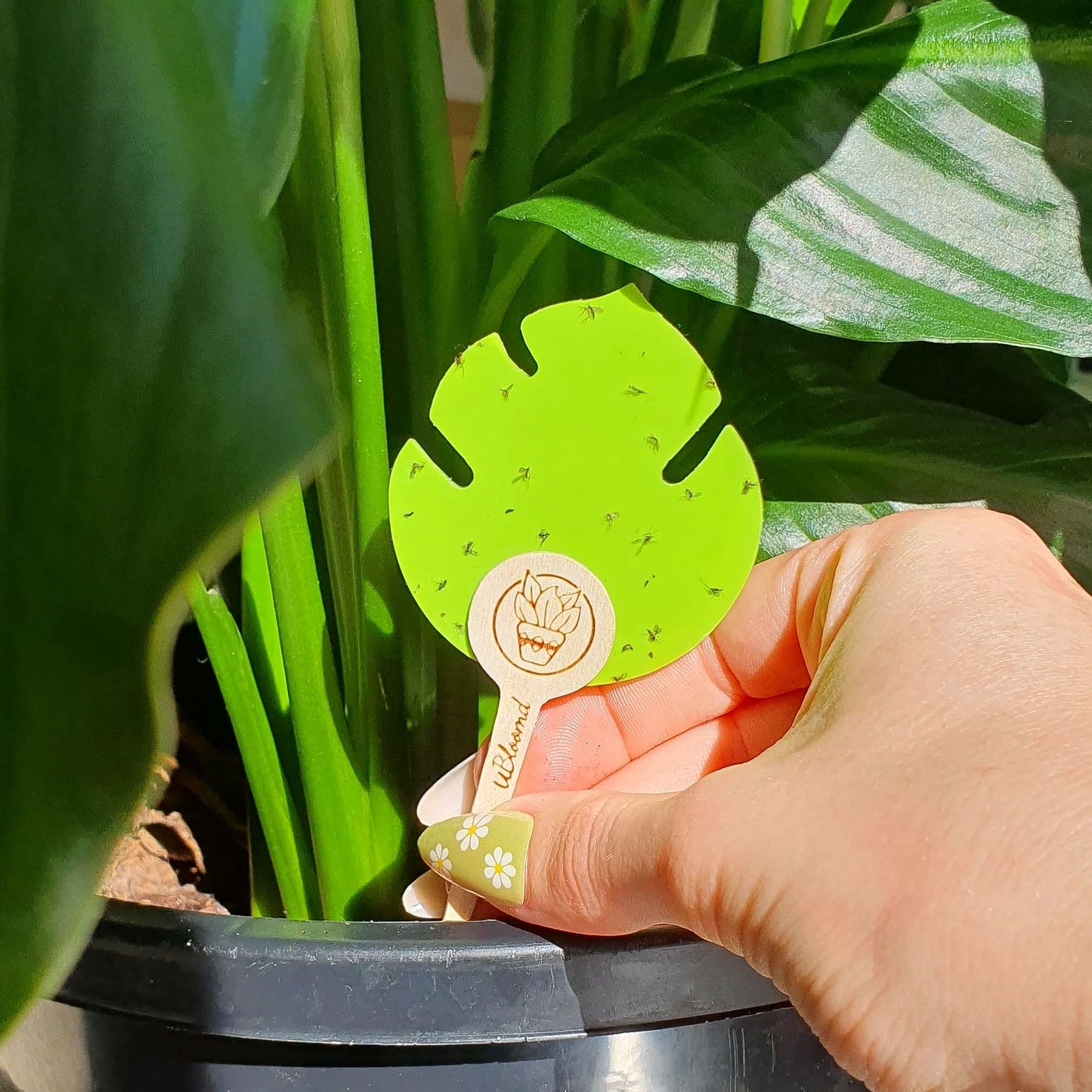 Ubloomd Monstera Shaped Gnat Traps Gnat Traps Ubloomd
