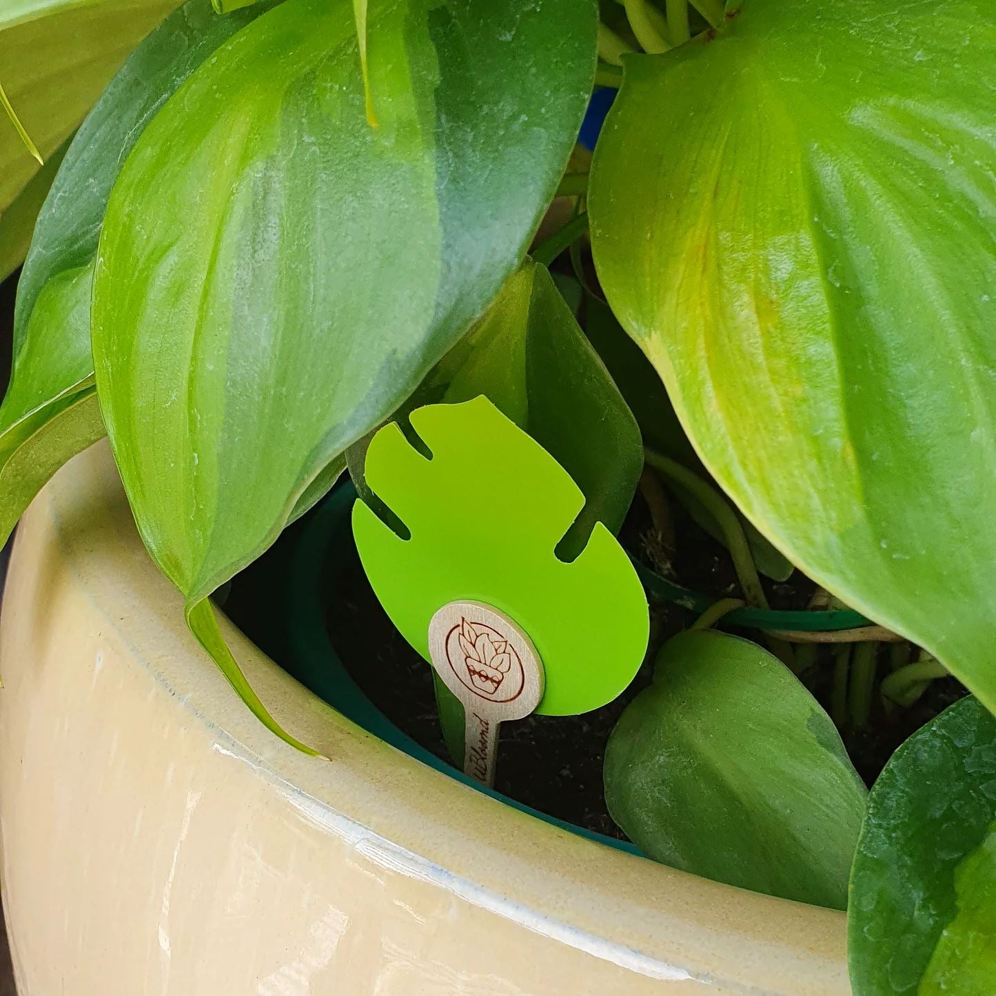Ubloomd Monstera Shaped Gnat Traps Gnat Traps Ubloomd