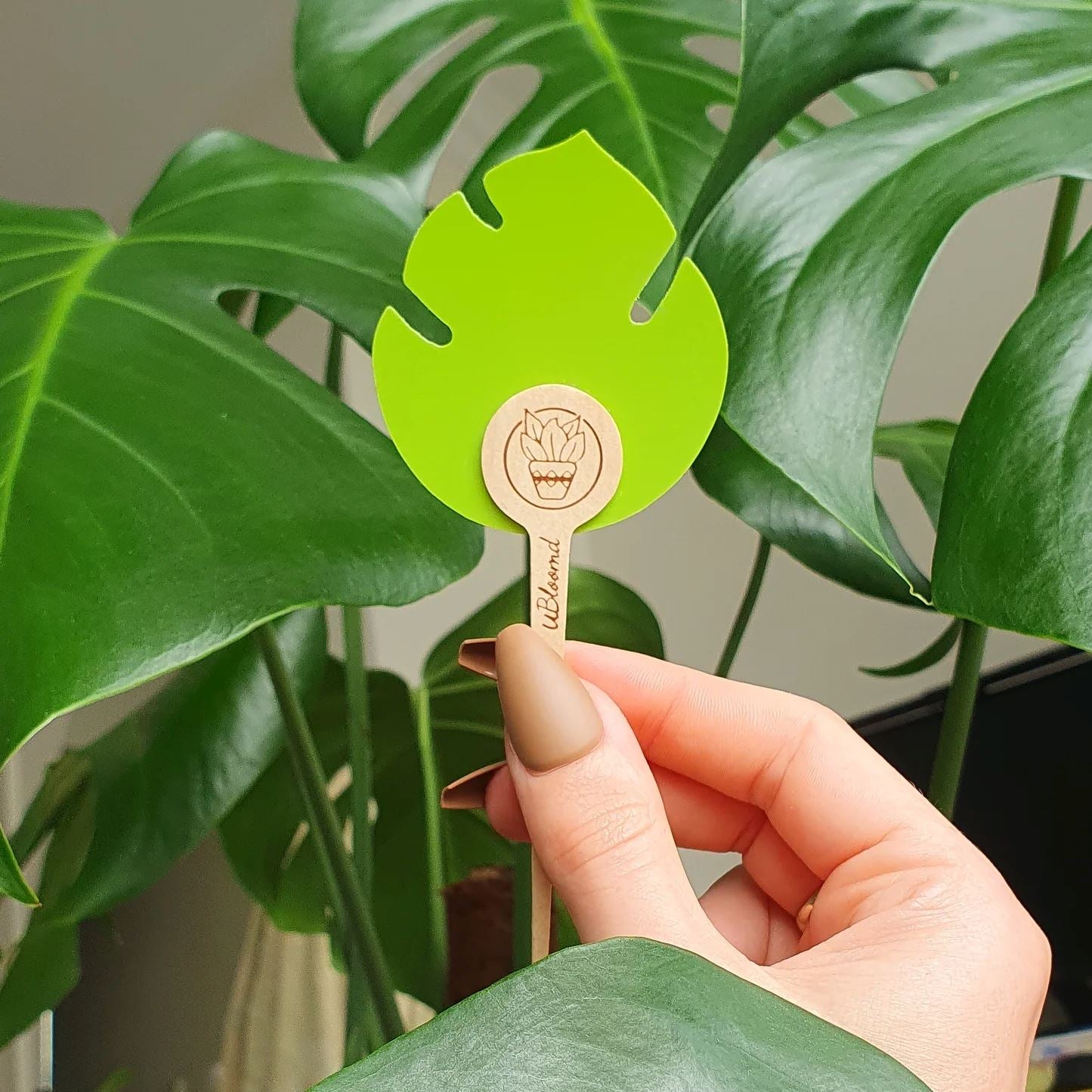 Ubloomd Monstera Shaped Gnat Traps Gnat Traps Ubloomd
